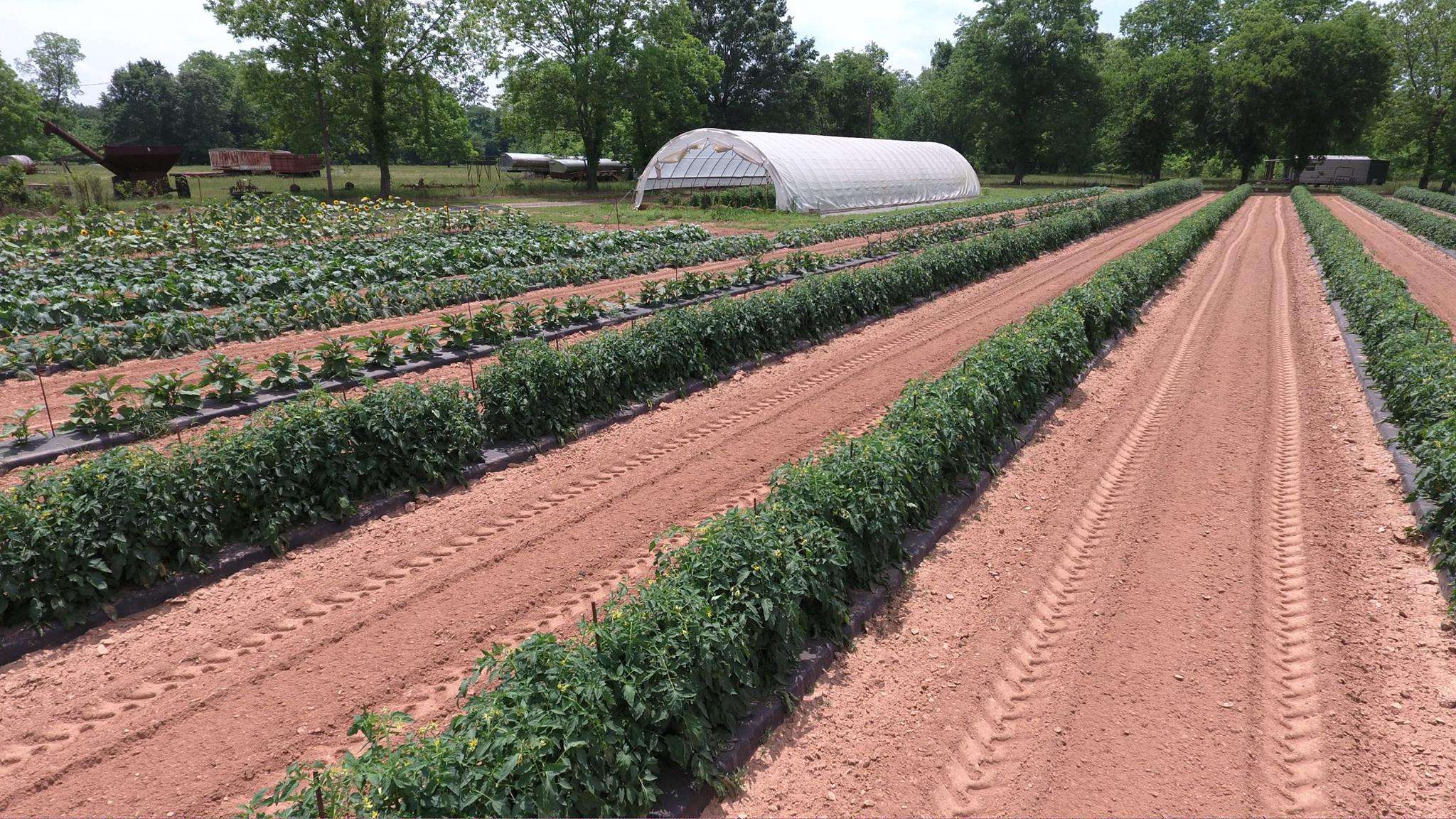 Anderson's Farm- photo 19